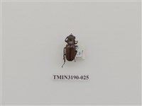 藏品(艷細身赤鍬形蟲)的圖片